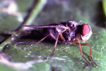 Therobia leonidei - female parasitoid fly